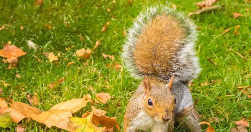 Squirrel Puns For Instagram Captions 