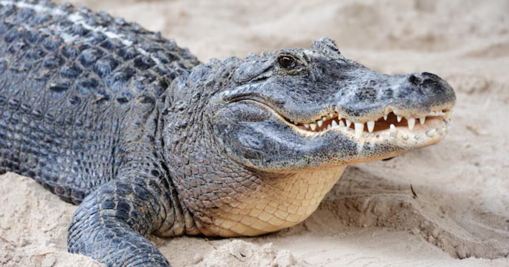 Alligator puns Captions