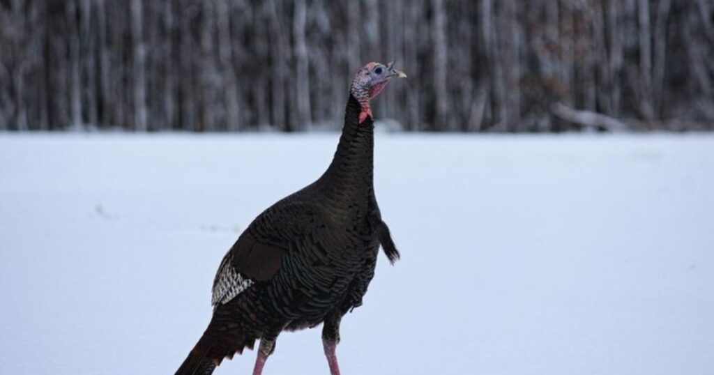 Cold Turkey Puns