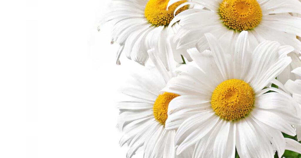 Daisy Flower Puns