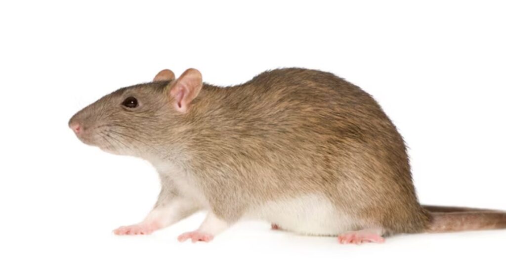 Mouse Puns One-Liners