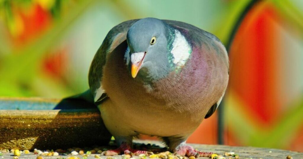 Pigeon Puns A Feathered Play on Words