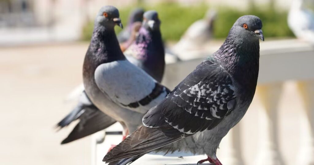 Pigeon Puns That Will Have You Cooing with Laughter!