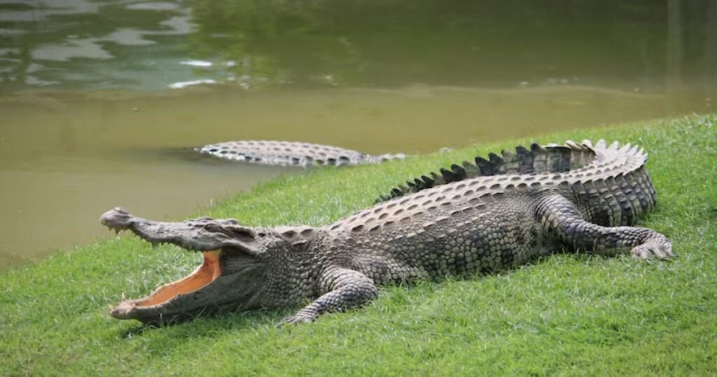 Short crocodile puns