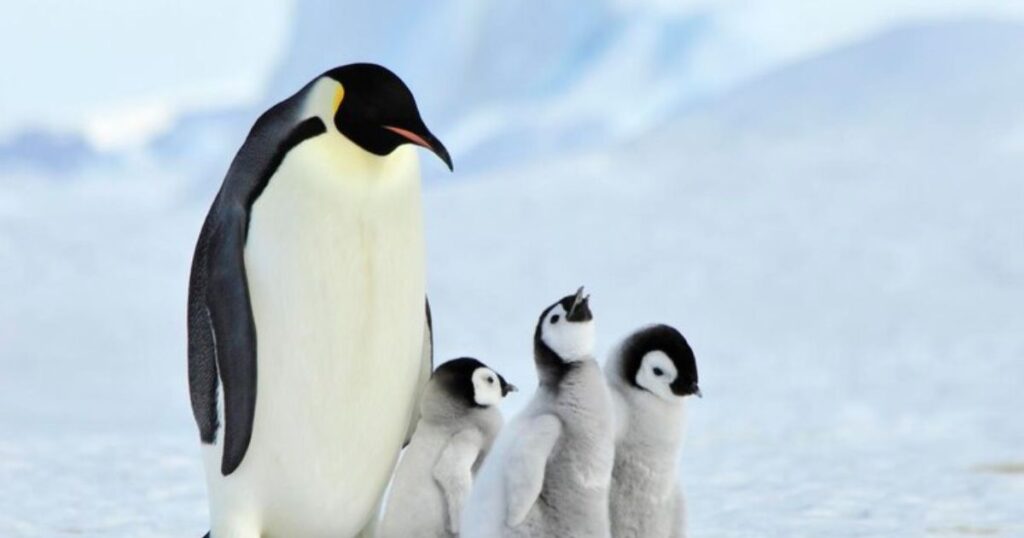 The Appeal of Penguin Puns