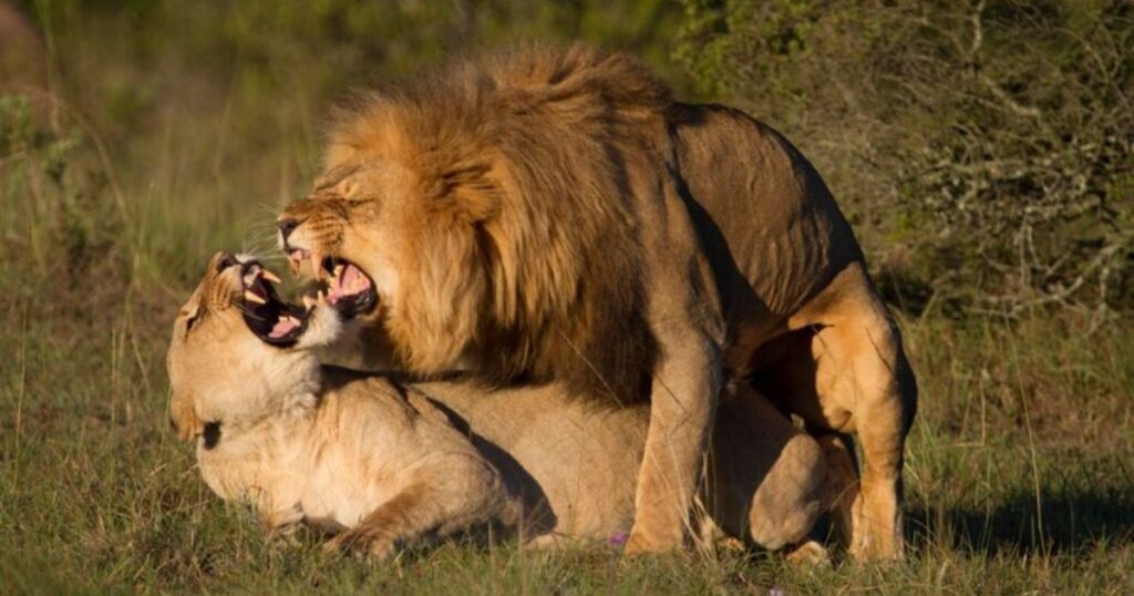 Bad lion puns