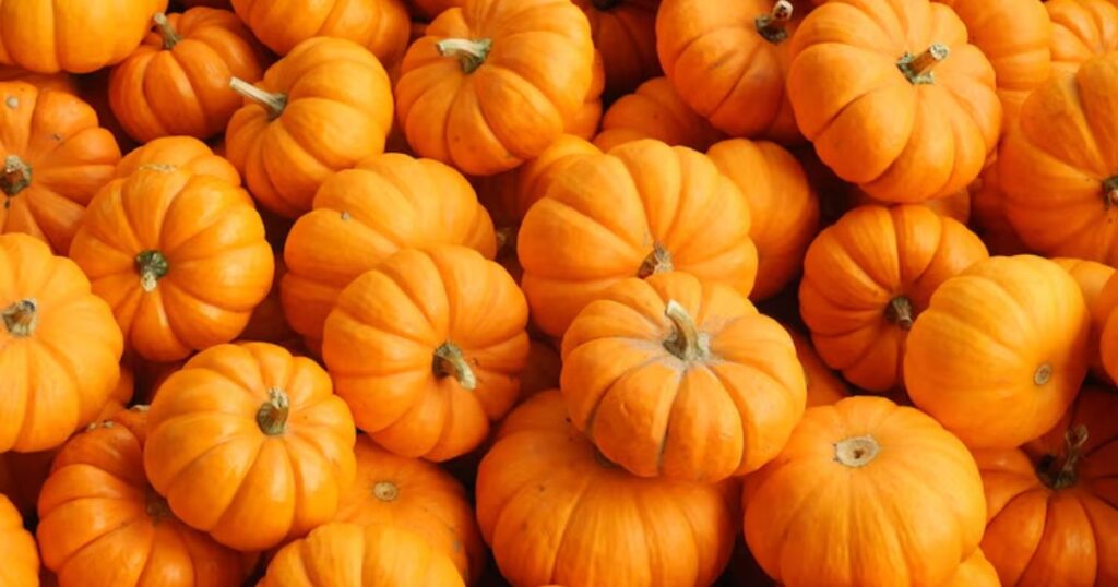 Pumpkin puns for Instagram captions