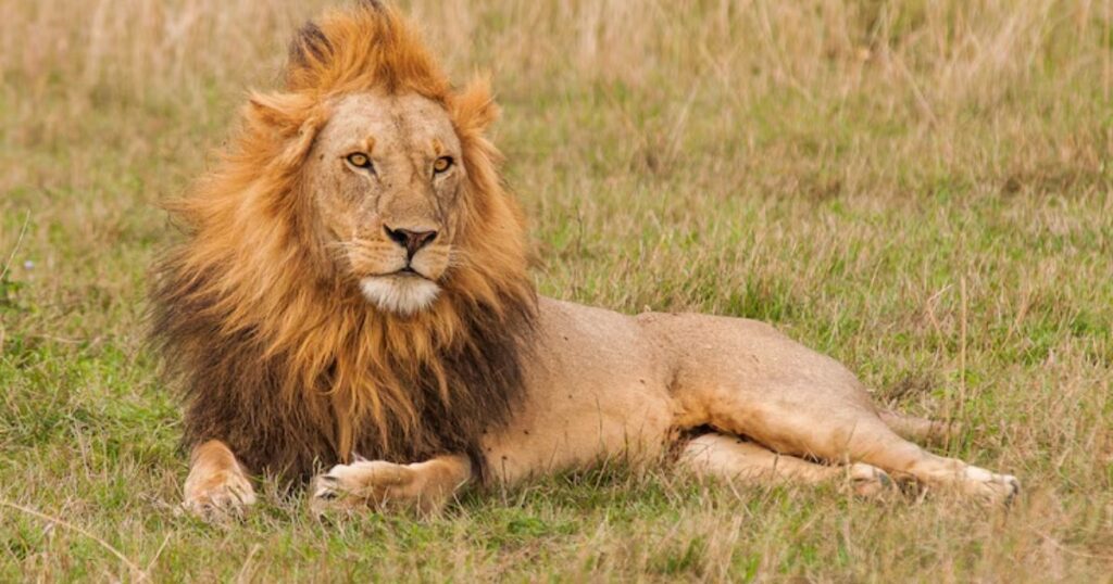 Short lion puns