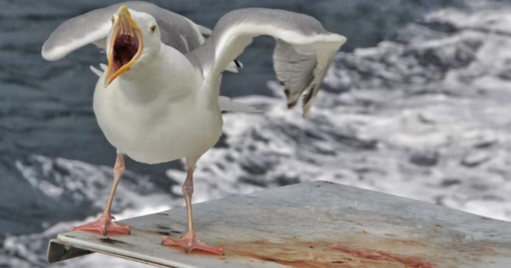 The Impact of Seagull Puns in Culture
