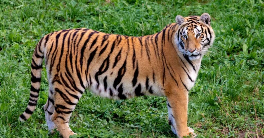Tiger puns one-liners